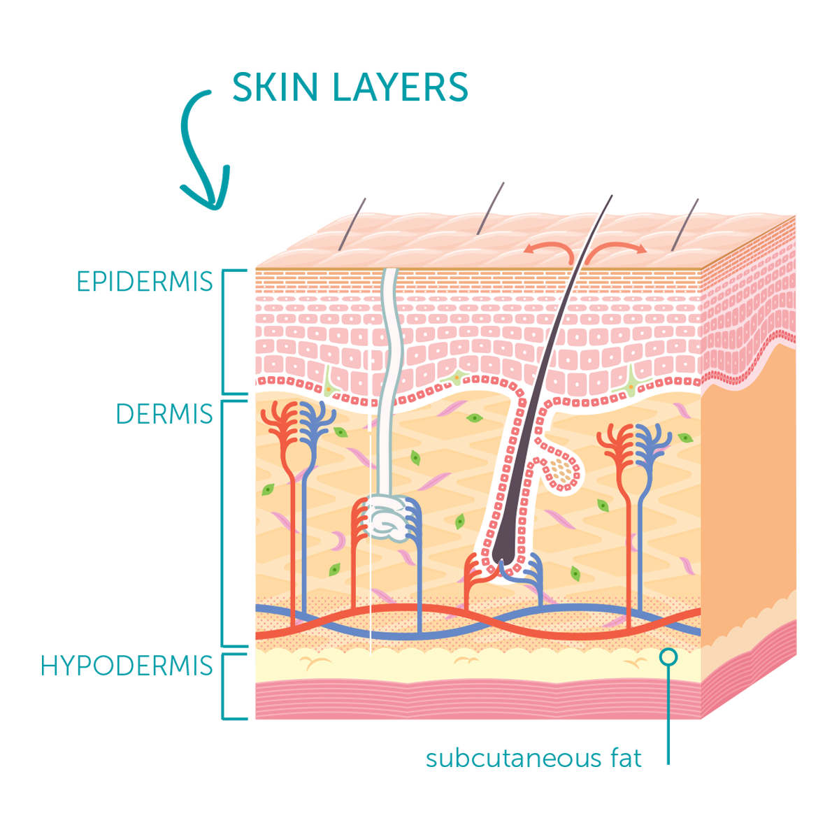 Our Science | Human Stem Cell Skincare | FACTORFIVE Wholesale ...